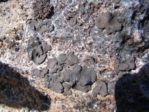 Image of silverskin lichen