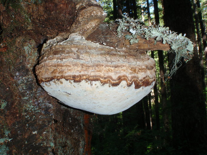 Слика од Fomitopsis officinalis (Vill.) Bondartsev & Singer 1941