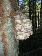 Слика од Fomitopsis officinalis (Vill.) Bondartsev & Singer 1941