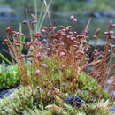 Image of funaria moss