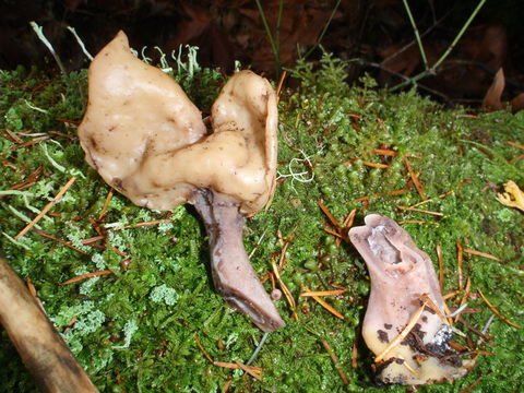 Image of Gyromitra ambigua (P. Karst.) Harmaja 1969