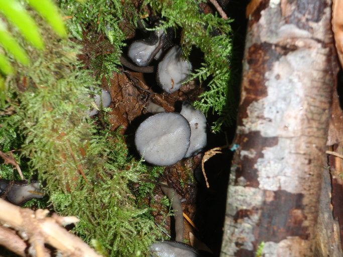 Image of <i>Helvella villosa</i>