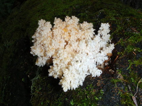 صورة Hericium abietis (Weir ex Hubert) K. A. Harrison 1964