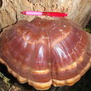 Image of Ganoderma oregonense Murrill 1908