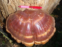 Image of Ganoderma oregonense Murrill 1908