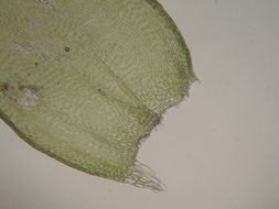 Image of revolute hypnum moss