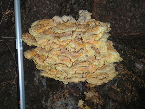 Image of Laetiporus gilbertsonii Burds. 2001