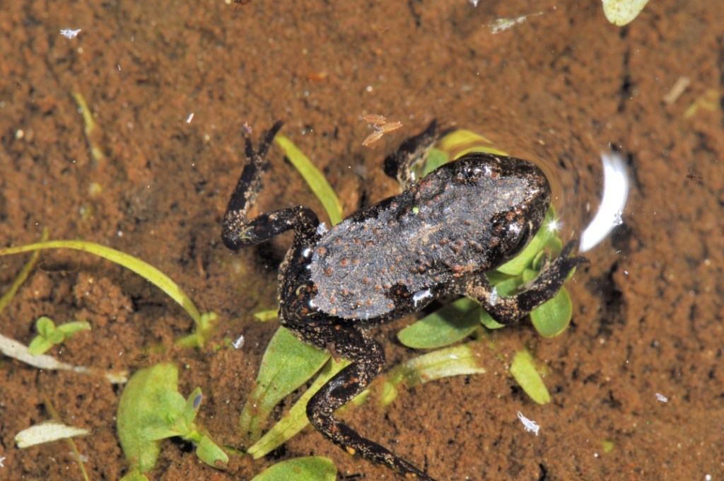 Image of <i>Anaxyrus <i>boreas</i></i> boreas