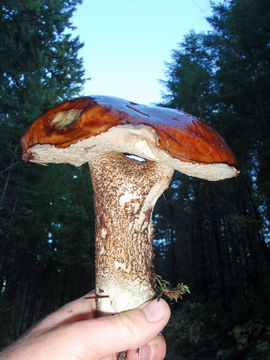 Image of Leccinum ponderosum A. H. Sm., Thiers & Watling 1966