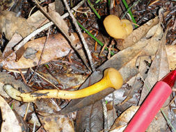 Image of Leotia lubrica (Scop.) Pers. 1797