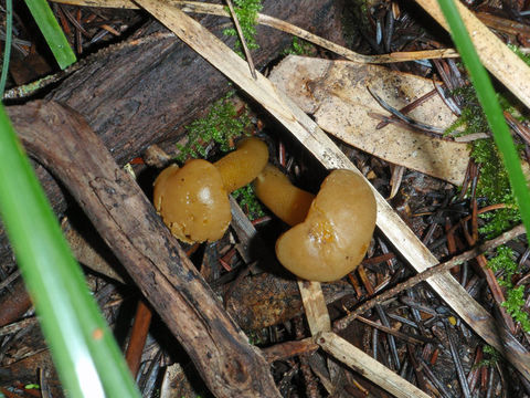 Image of Leotia lubrica (Scop.) Pers. 1797