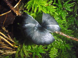 Image de <i>Leptonia serrulata</i>