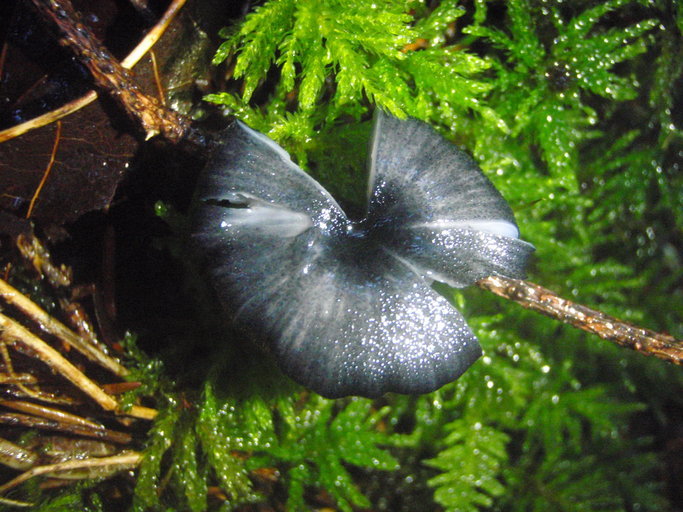 Image of <i>Leptonia serrulata</i>