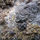 Image of Demangeon's phylliscum lichen