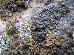 Image of Demangeon's phylliscum lichen
