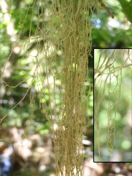 Image of Fishnet;   Menzies' cartilage lichen