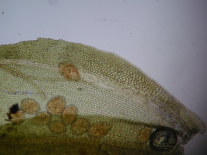 Image of blackmat splashzone moss