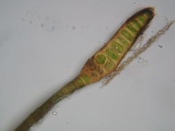 Image of blackmat splashzone moss