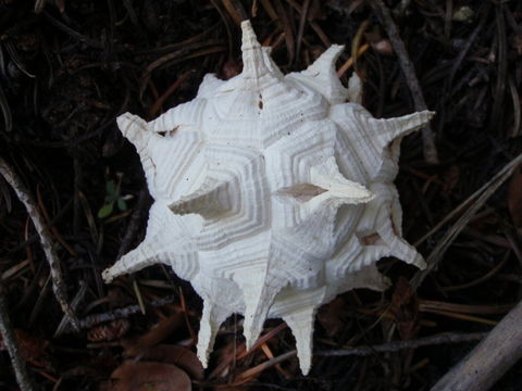 Image of Calvatia sculpta (Harkn.) Lloyd 1904