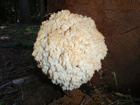 Image of Hericium abietis (Weir ex Hubert) K. A. Harrison 1964