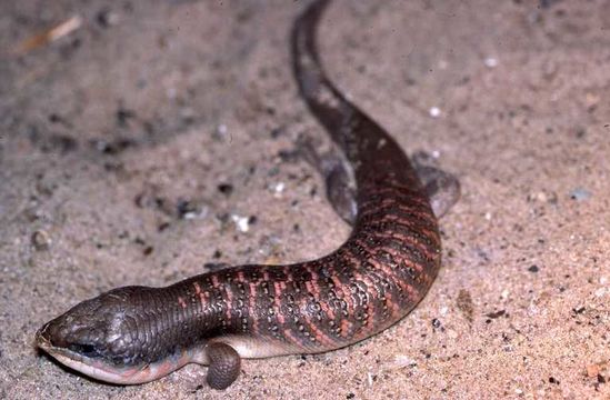 Image of Algerian Orange-tailed Skink