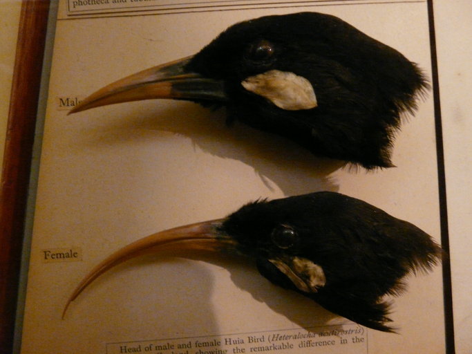 Heteralocha acutirostris (Gould 1837) resmi