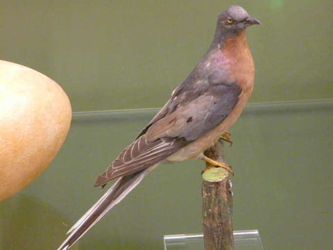 Image of Passenger Pigeon