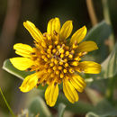 Plancia ëd Borrichia frutescens (L.) DC.