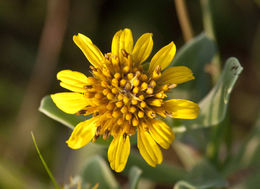 Plancia ëd Borrichia frutescens (L.) DC.