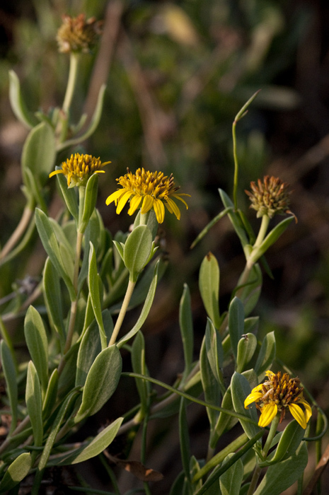 Plancia ëd Borrichia frutescens (L.) DC.