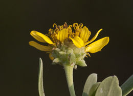 Plancia ëd Borrichia frutescens (L.) DC.