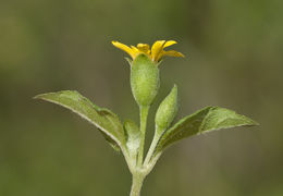 Image of straggler daisy