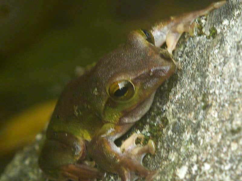 Plancia ëd <i>Rhacophorus viridis</i>