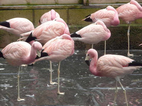 Imagem de Flamingo-andino