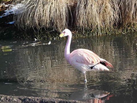 Image of James's Flamingo