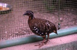 Image of Orange-necked Partridge