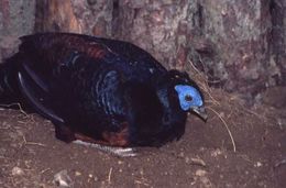 Image of Crested Fireback