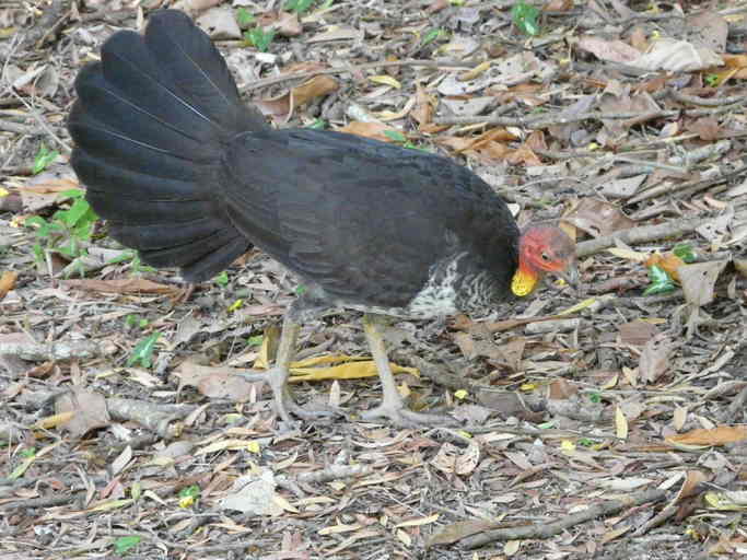 Image of Australian Brush-turkey