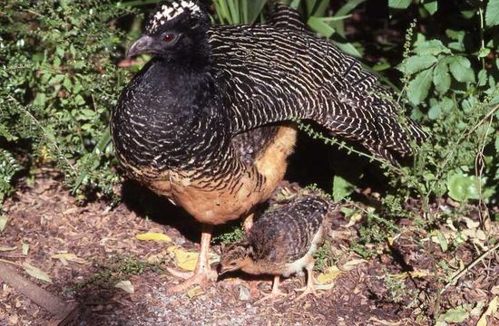 Image of Crestless Curassow