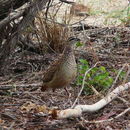 Image of Dendroperdix Roberts 1922