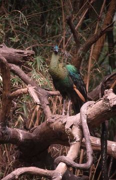 Image of Green Peafowl