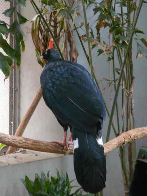 Image of Horned Guan