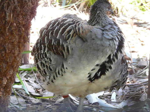 Image of Malleefowl