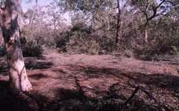 Image of Malleefowl