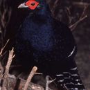 Image of Mikado Pheasant