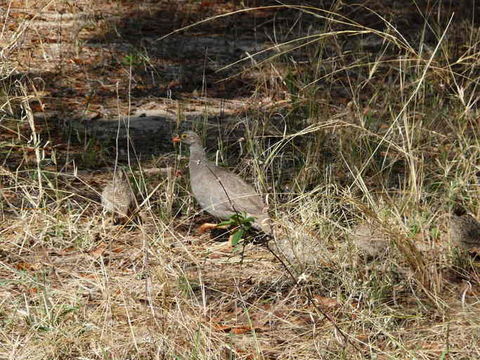 Image of Red-billed Francolin