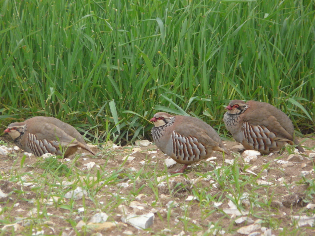 Image of Red-legged Partridge