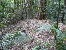 Image of Orange-footed Scrubfowl