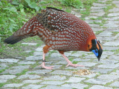 Image of Temminck's Tragopan