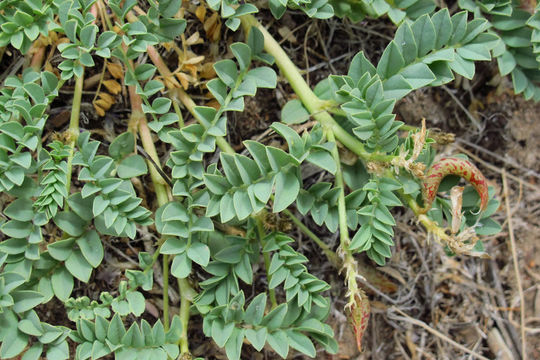 Image of curvepod milkvetch